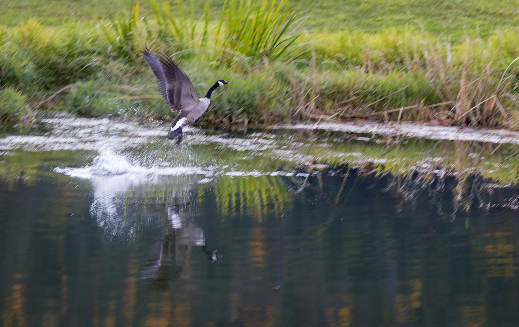 191010-newsslocal-fallgoose 01.jpg